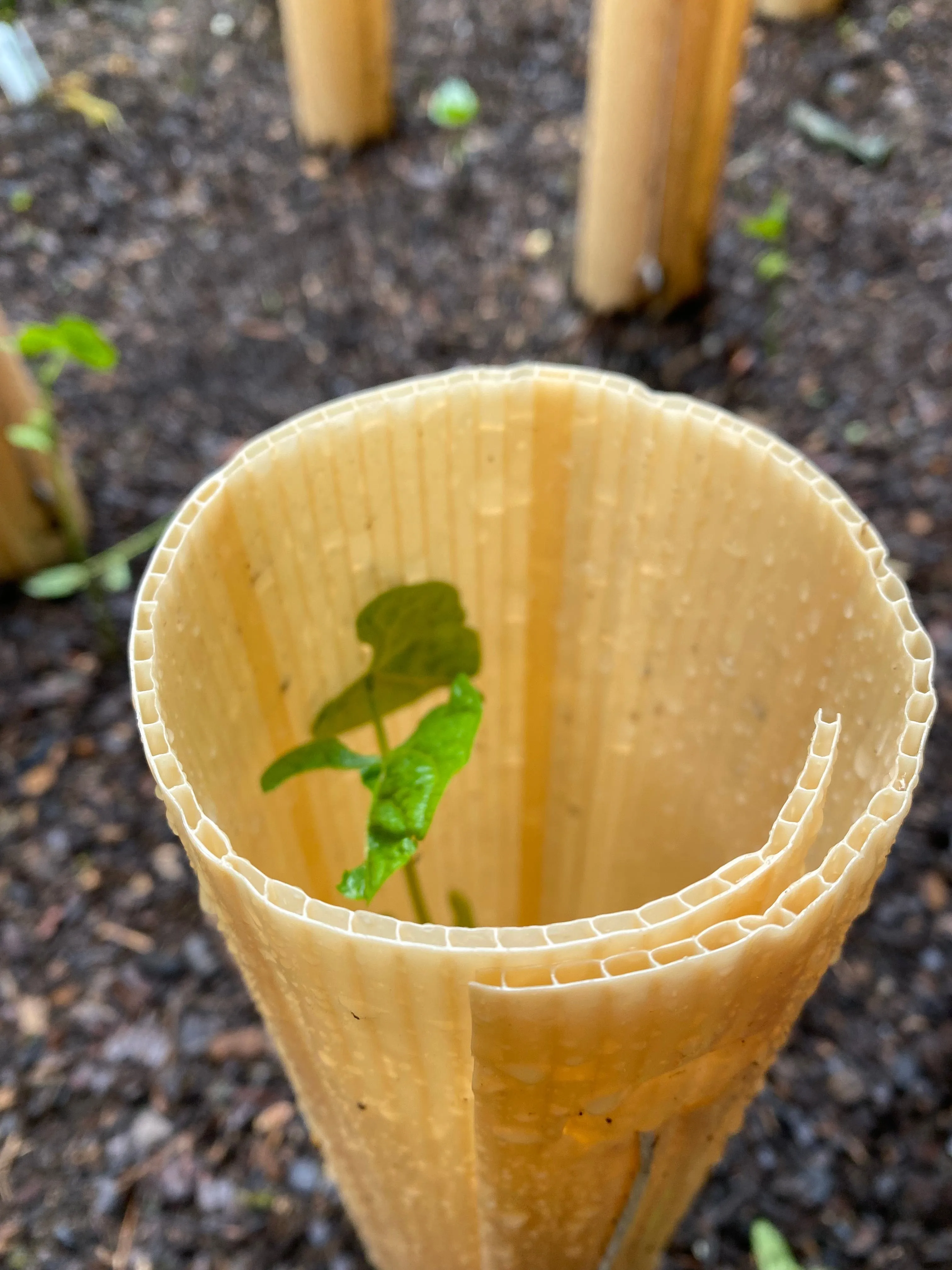 Grow Tubes