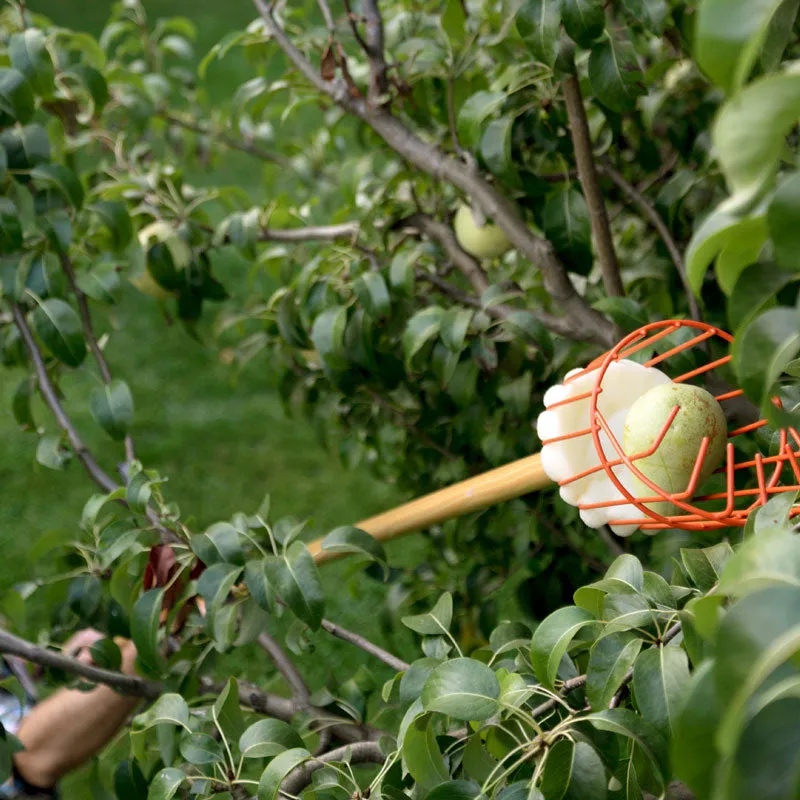 Pole Fruit Picker